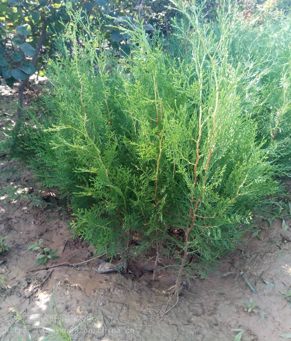 厂家侧柏苗高质量的个大侧柏苗种植时间高质量的