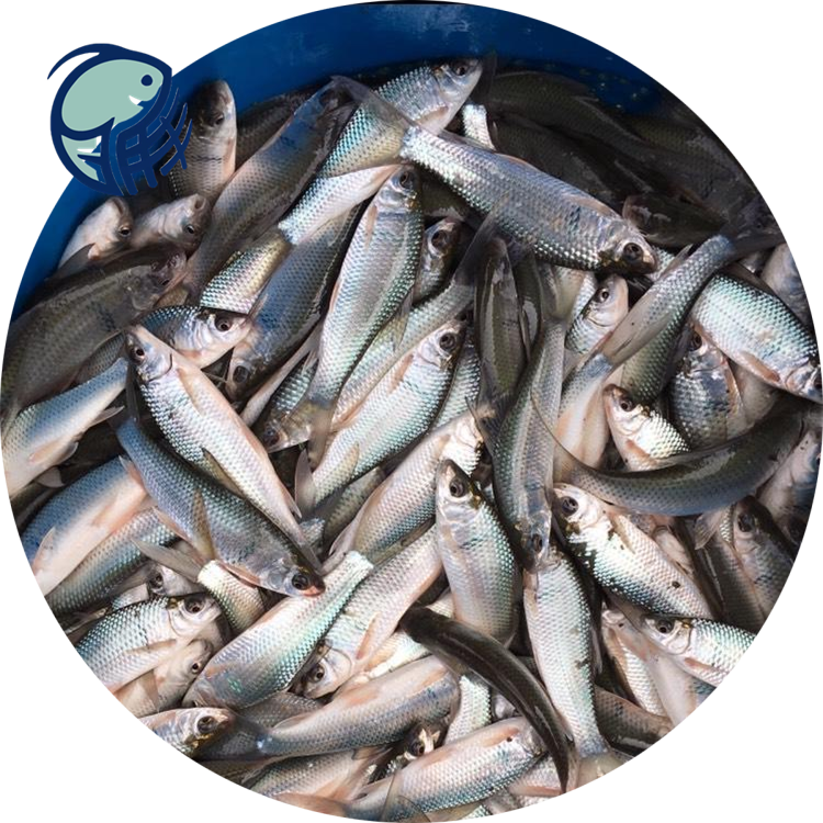 漳浦土鲮鱼价格供应鲮鱼苗土鲮鱼水花批发价格