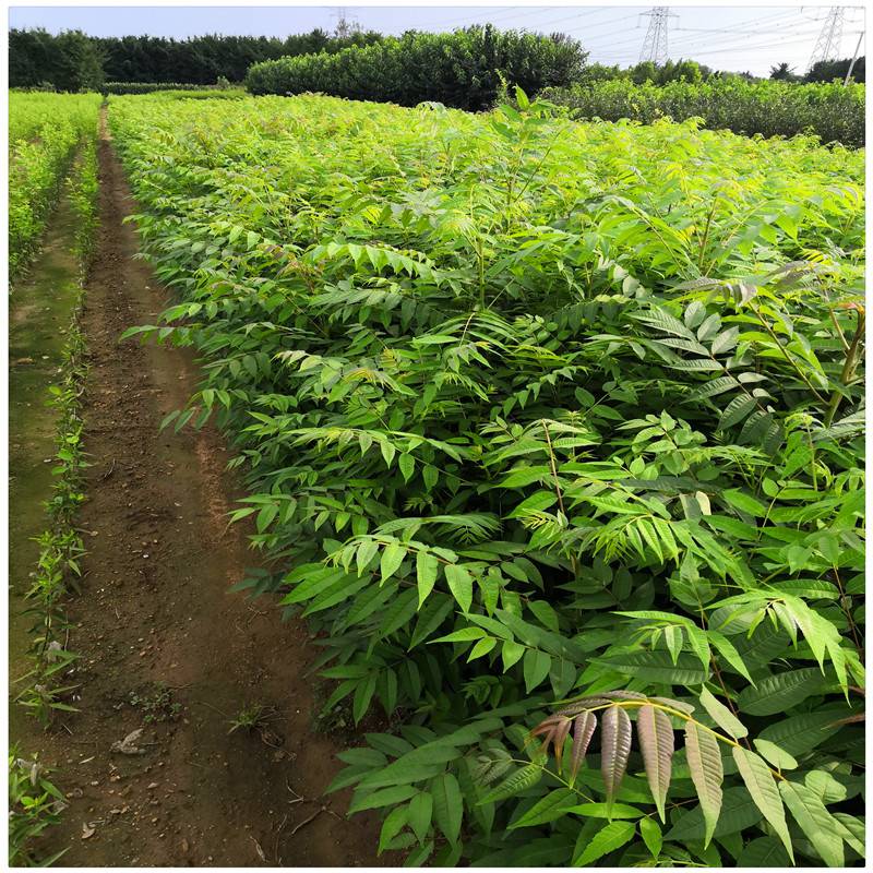 香椿树苗种植几年能长香椿两年香椿树苗价格2公分香椿树批发- 供应商网