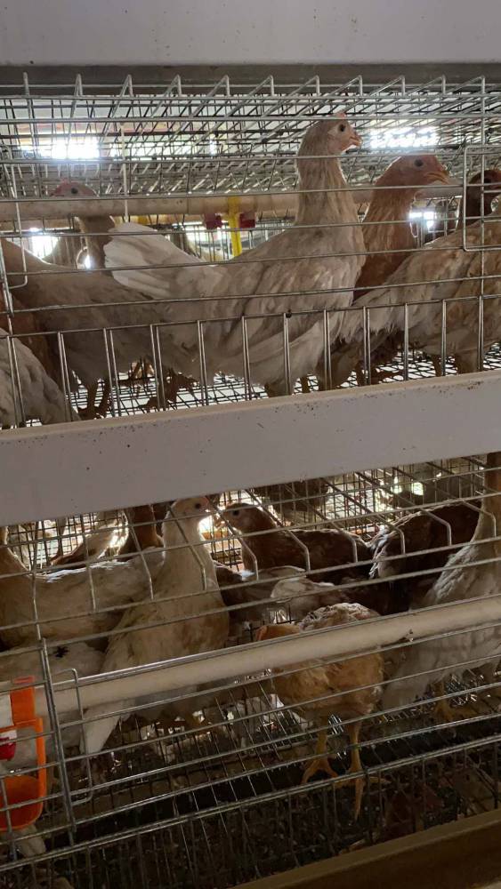 湖州罗曼灰蛋鸡优缺点罗曼灰蛋鸡特征罗曼灰蛋鸡特点