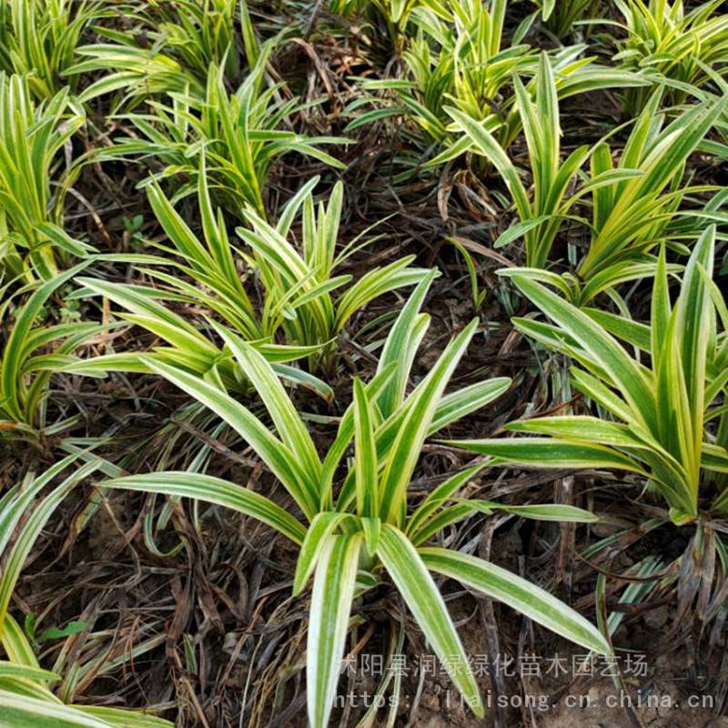 金边麦冬草路牙沿阶草金边麦冬草货足