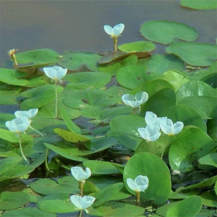 基地出售浮水植物水鱉溼地公園綠化水池造景綠植