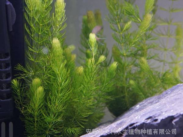 水下森林金鱼藻苗 水体绿化沉水植物 提供种植技术价格 中国供应商