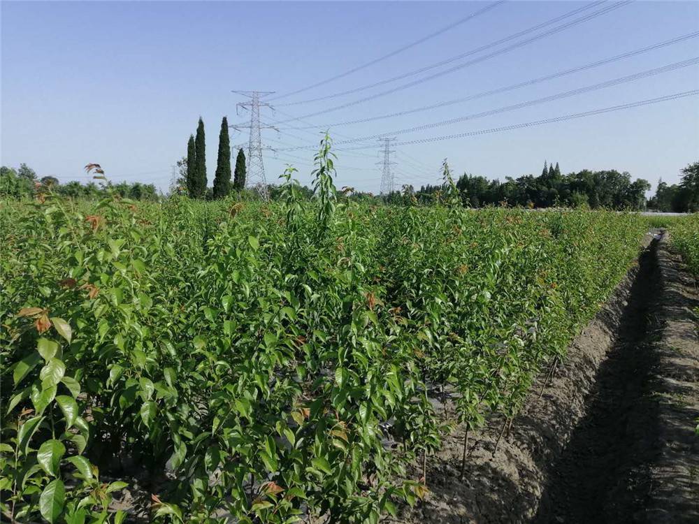 青脆李子树苗桂林青脆李子树苗批发价格