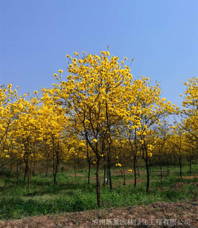 云南地区黄花风铃木8公分10公分12公分15公分泸州苗木供应