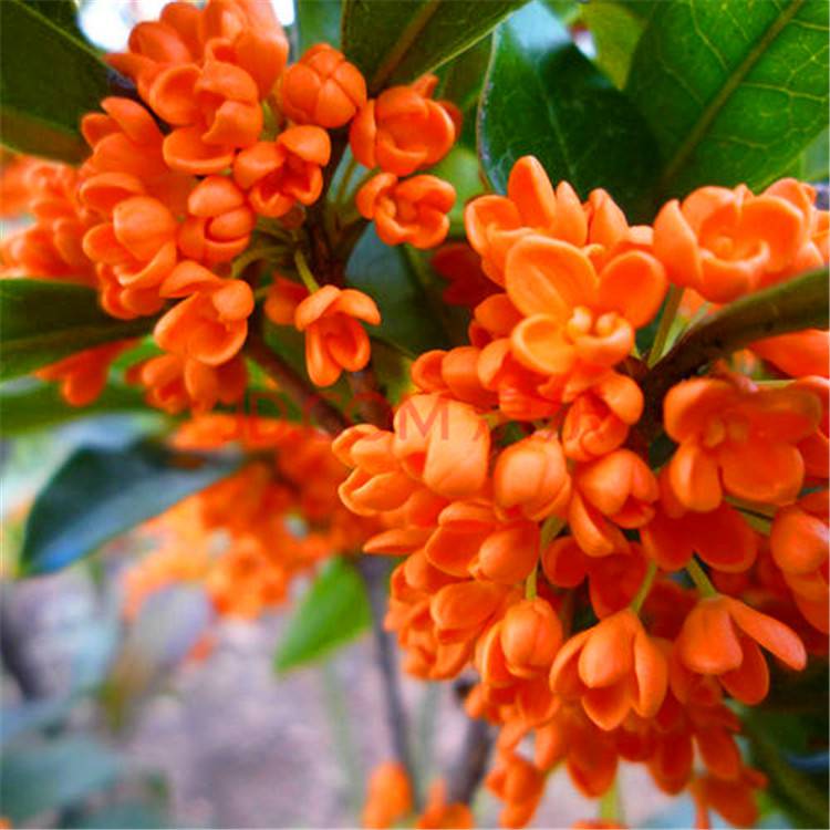 出售桂花丹桂橙红丹桂颜色艳丽树形优美庭院绿化