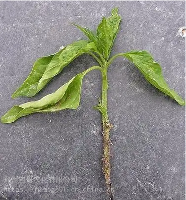 辣椒根部褐斑是什么病辣椒立枯病用什么药