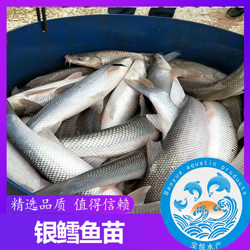 活体养殖银鳕鱼价格鲜活银鳕鱼苗