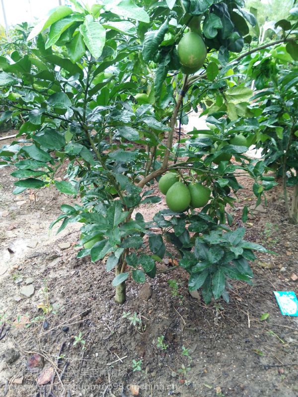 供应大量供应嫁接苗白肉沙田柚子苗蜜柚果树苗地栽苗可盆栽 品种正宗 价格 厂家 中国供应商