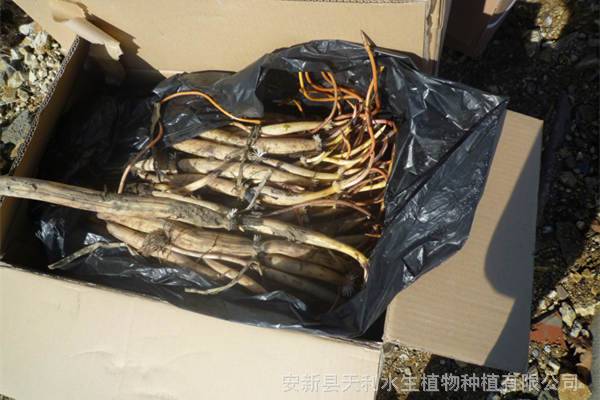 天利水生花卉培育基地，景观工程荷花苗，荷花苗种植基地