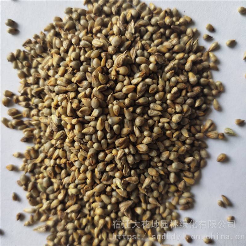 新采牧草种子狼尾草种子发芽率高价格便宜批发价