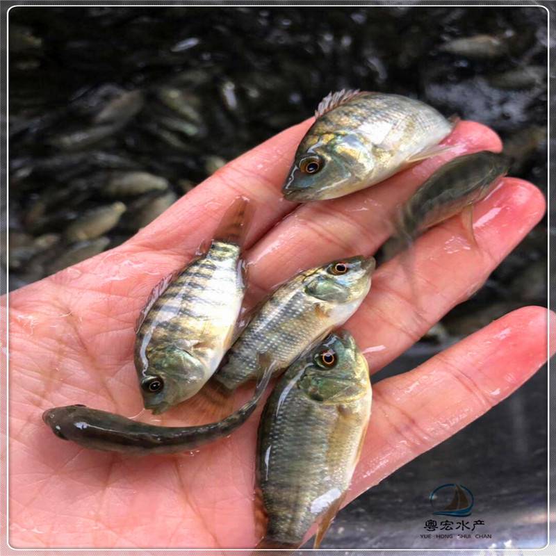 河源单性罗非鱼苗正宗奥泥罗非鱼苗富寿罗非鱼苗