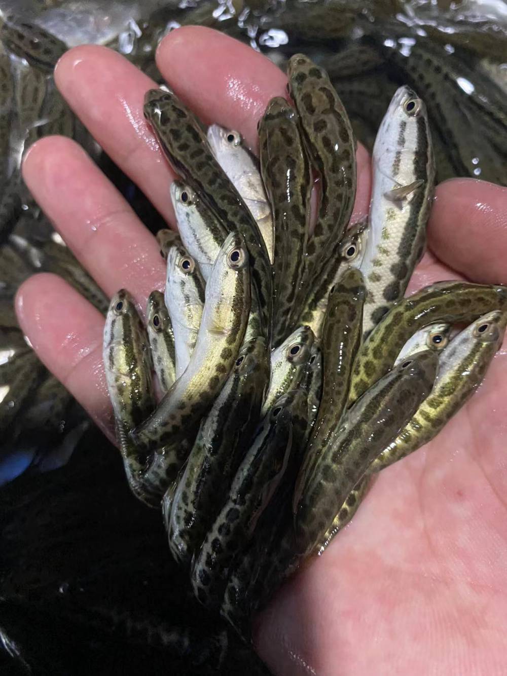 水产渔场包装发货杂交黑鱼鱼苗678cm全国发货