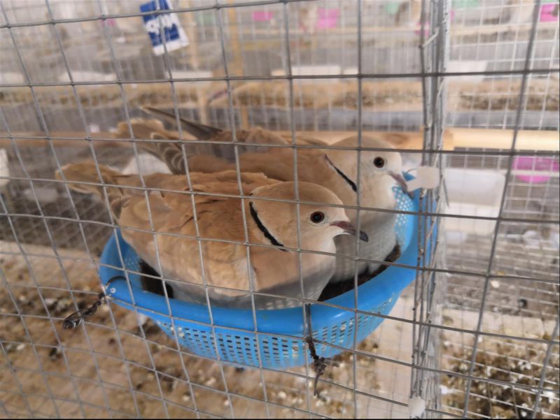 济宁***斑鸠种苗 湖北伟杰养殖公司