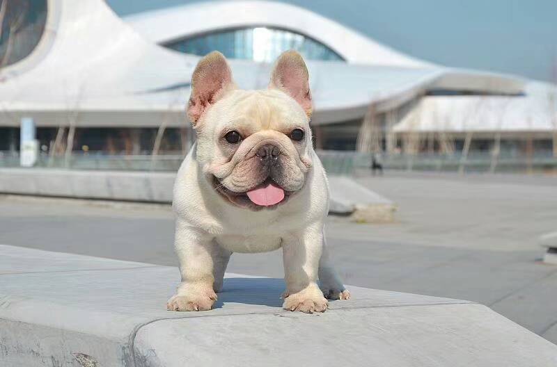 純種法國鬥牛犬法國鬥牛犬幼犬活體寵物狗法國鬥牛犬多少錢一隻