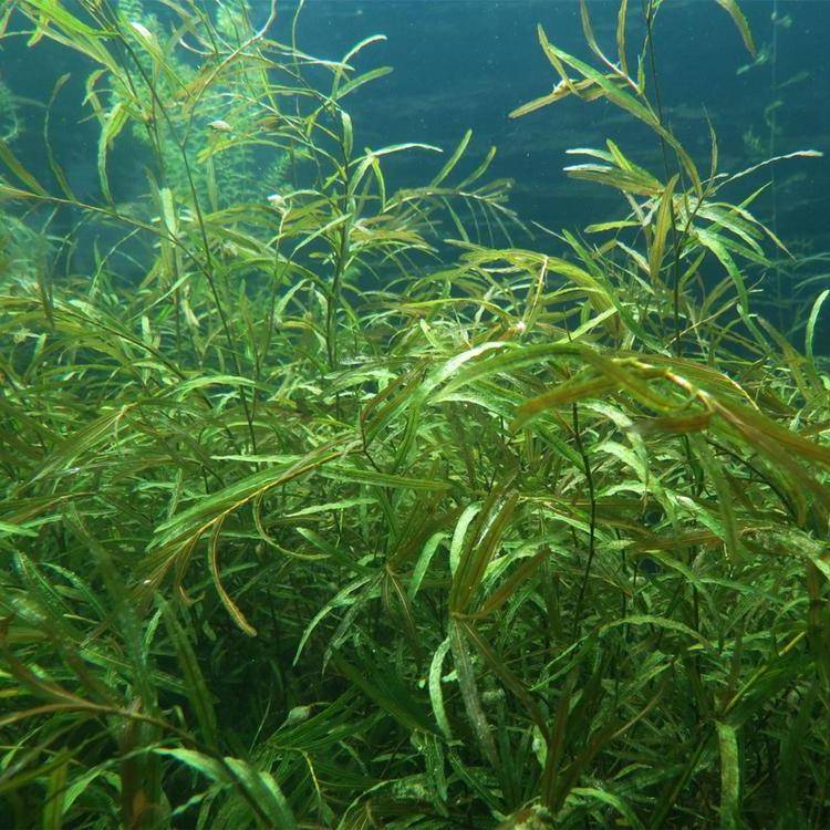 长期供应轮叶黑藻生态环境养殖水草湿地水体绿化净化水质