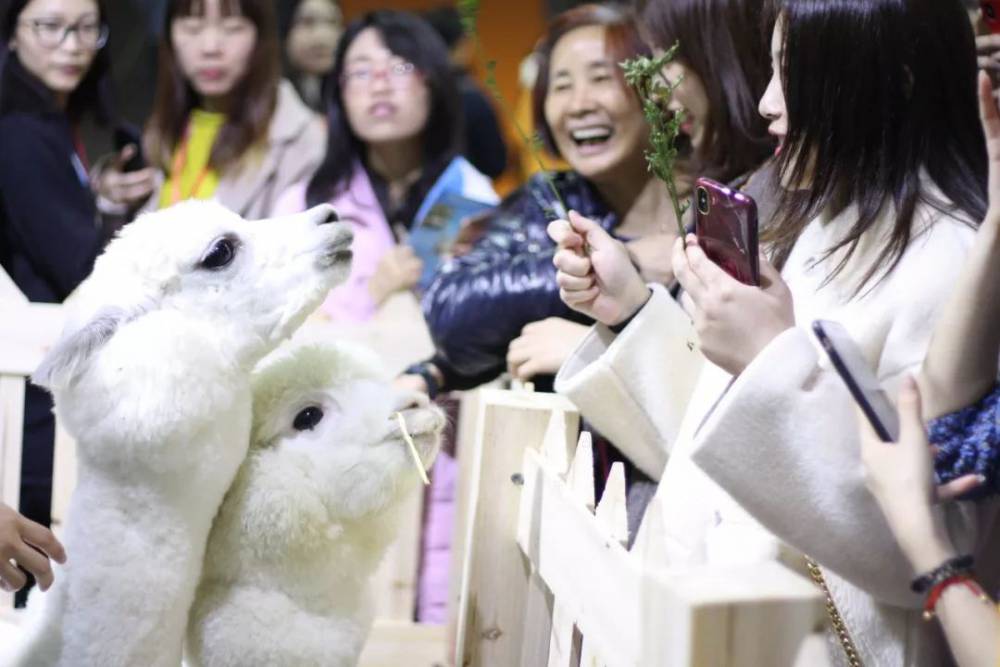 2020年9月CPF华中武汉宠物展与众多宠友不见不散