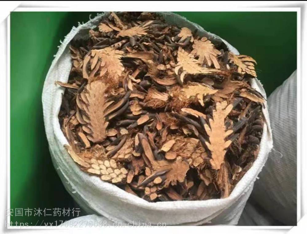 顛茄草茶陵顛茄草哪裡能買到價格與香爐山景區互動發展,沿鎮安縣