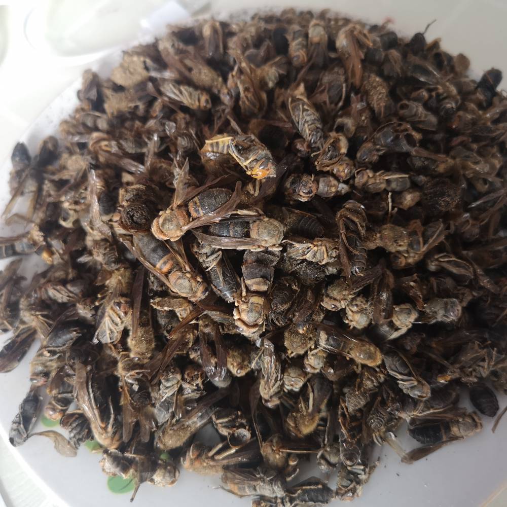 野生黄蜂中药黄蜂价格黄蜂的功效