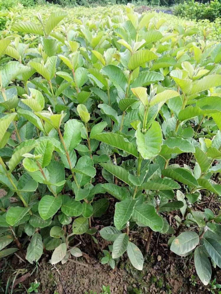 果樹果苗基地紅寶石無籽芭樂紅心脆甜番石榴四季開花結果