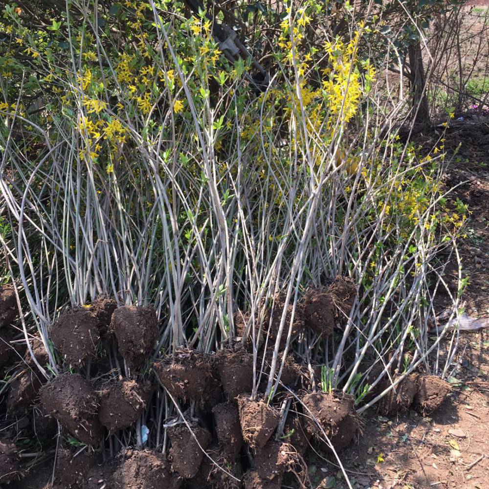 连翘园林绿化苗木二年连翘地栽苗沭阳连翘一棵多少钱