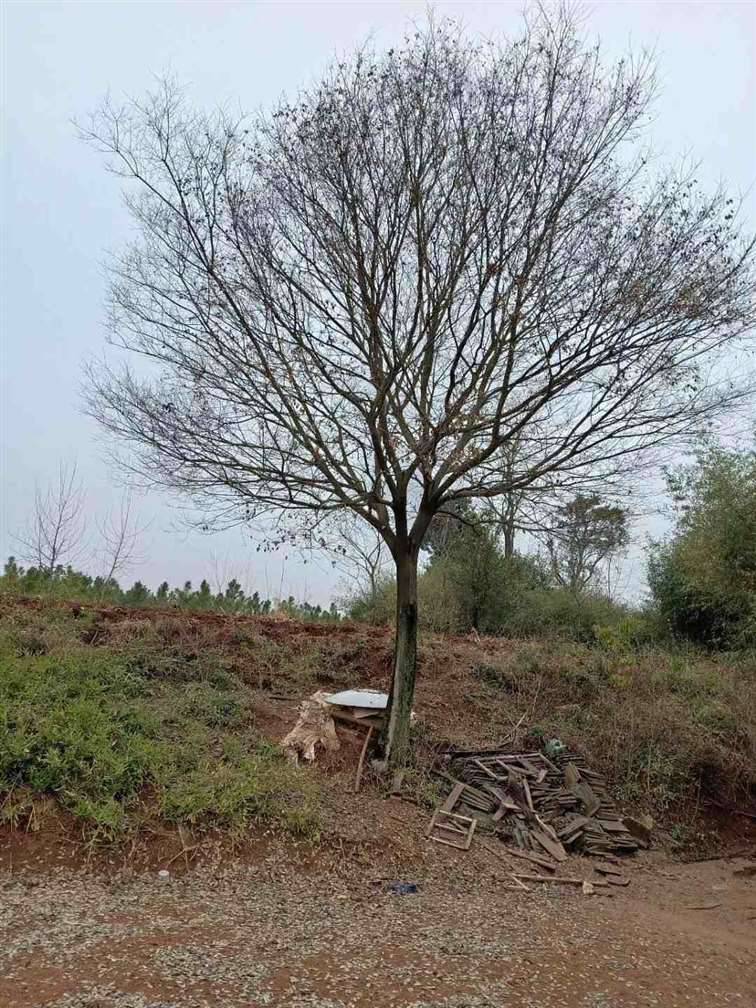 湖北三角枫小苗,荆门三角枫下山桩,占地三角枫,京山三角枫价格.