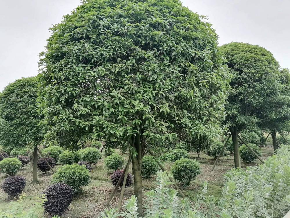 出售重慶桂花工程苗木高分枝桂花綠化苗桂花基地