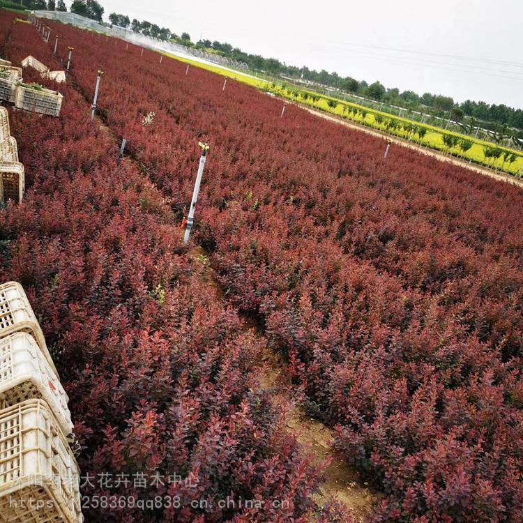 50公分紫叶小檗绿化苗木紫叶小檗大量供应红叶小檗树苗