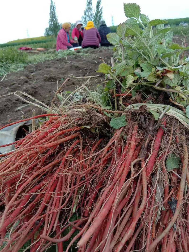 丹参种植时间丹参苗什么时候移栽适合东北地区种植