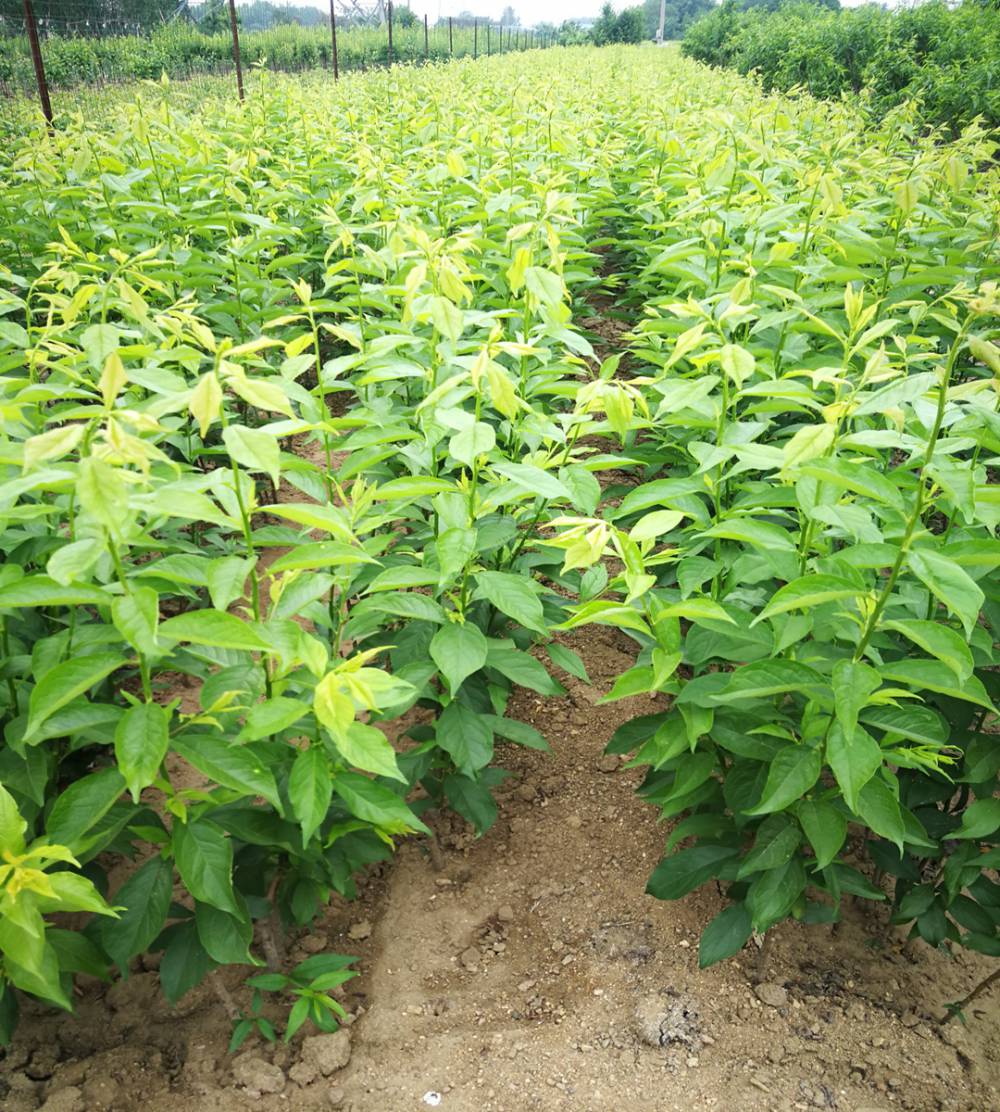 黄肉金光杏梅谁家苗纯度高红西梅基地