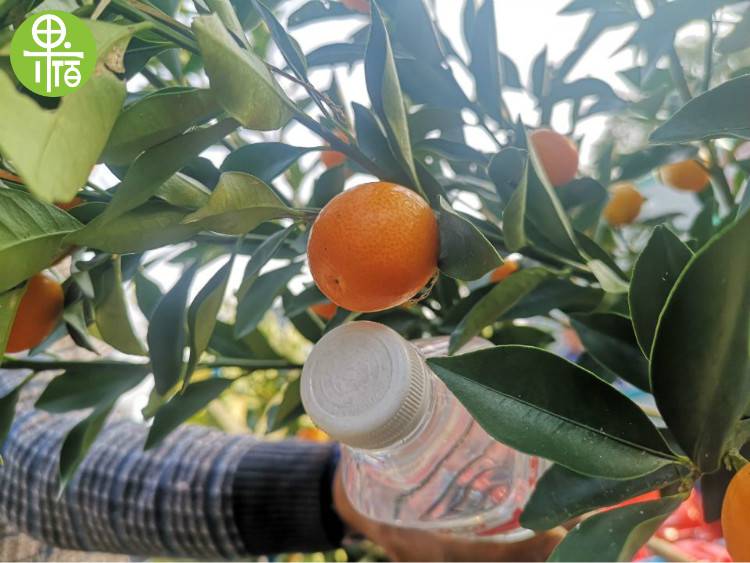 正宗高产牛奶金桔树苗嫁接马奶桔金橘树苗大果脆皮金桔树苗带皮吃