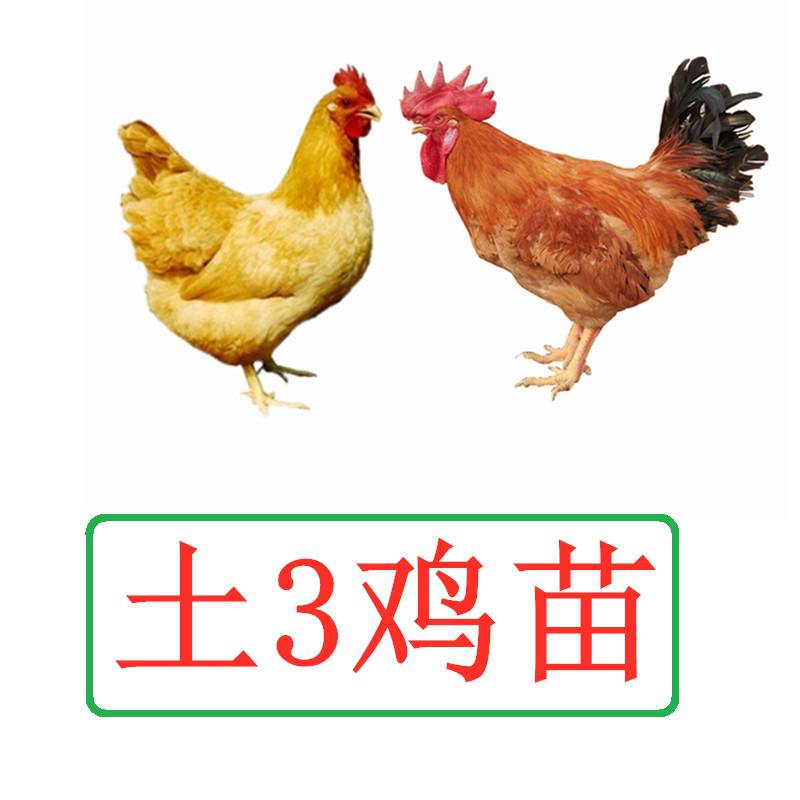 公鸡  70天  5.5斤  成年公鸡七八斤母鸡  70天  4.