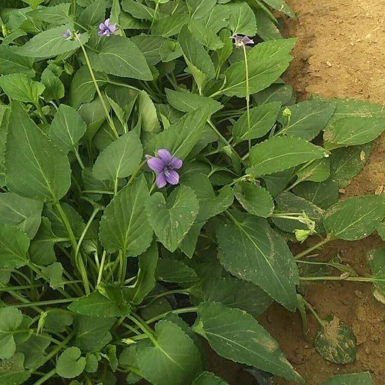 江蘇紫花地丁十一組擺花卉紫花地丁種子