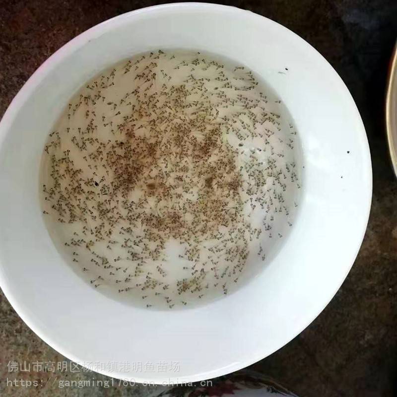 鲜活鲮鱼水花苗麦鲮鱼土鲮鱼苗白鲢水花苗批发