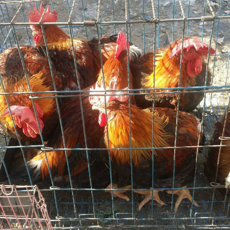 天露麻鸡5号鸡苗温氏麻鸡六号鸡苗杂交大公鸡苗批发价格