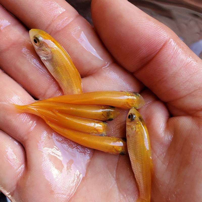 【大量批發供應金草魚苗 紅草魚苗 俄羅斯金草魚苗