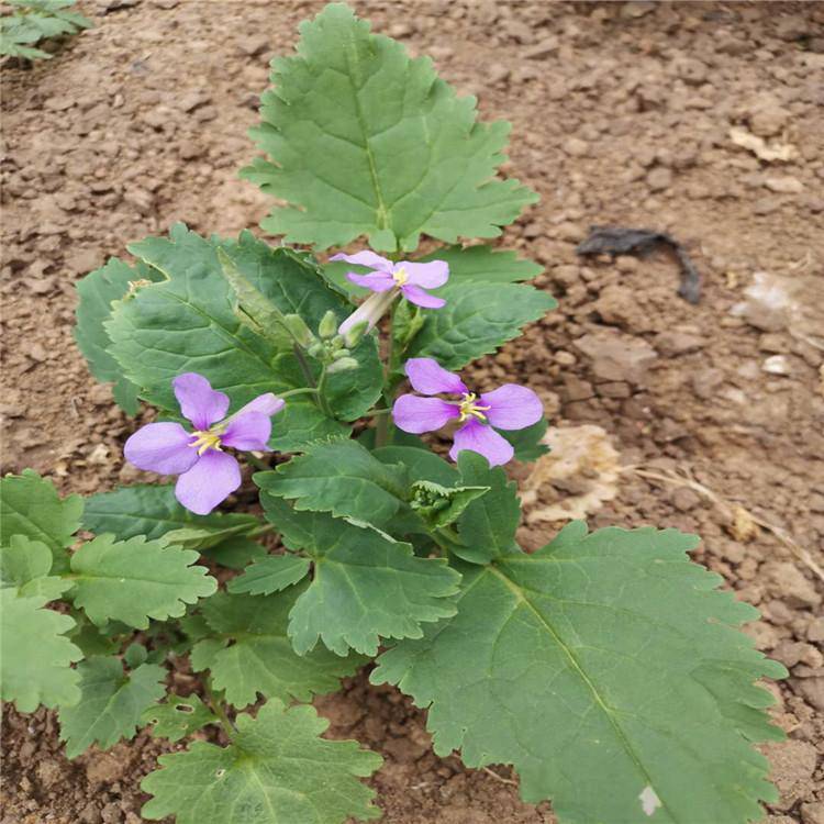 基地種植二月蘭 花箱花卉 二月蘭報價