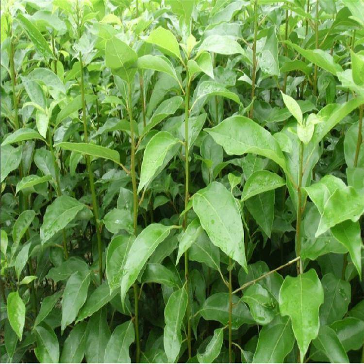 香樟杯苗大叶四季常青驱蚊树小苗庭院种植地栽绿