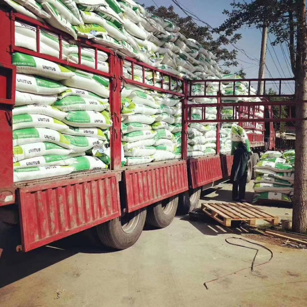 风铃草混色花种子高羊茅早熟禾混合草籽老人葵棱角丝瓜