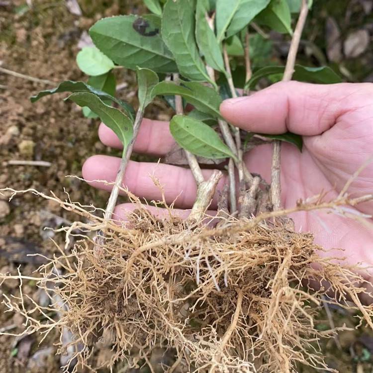 【名选131茶苗高度30cm 乌牛早茶苗发芽早 芽头好】价格_厂家 - 中国