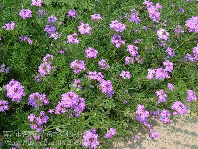 繡線菊,勳章菊,銀葉菊,北京菊,鼠尾草,婆婆納,釣鍾柳,耬鬥菜,毛地黃