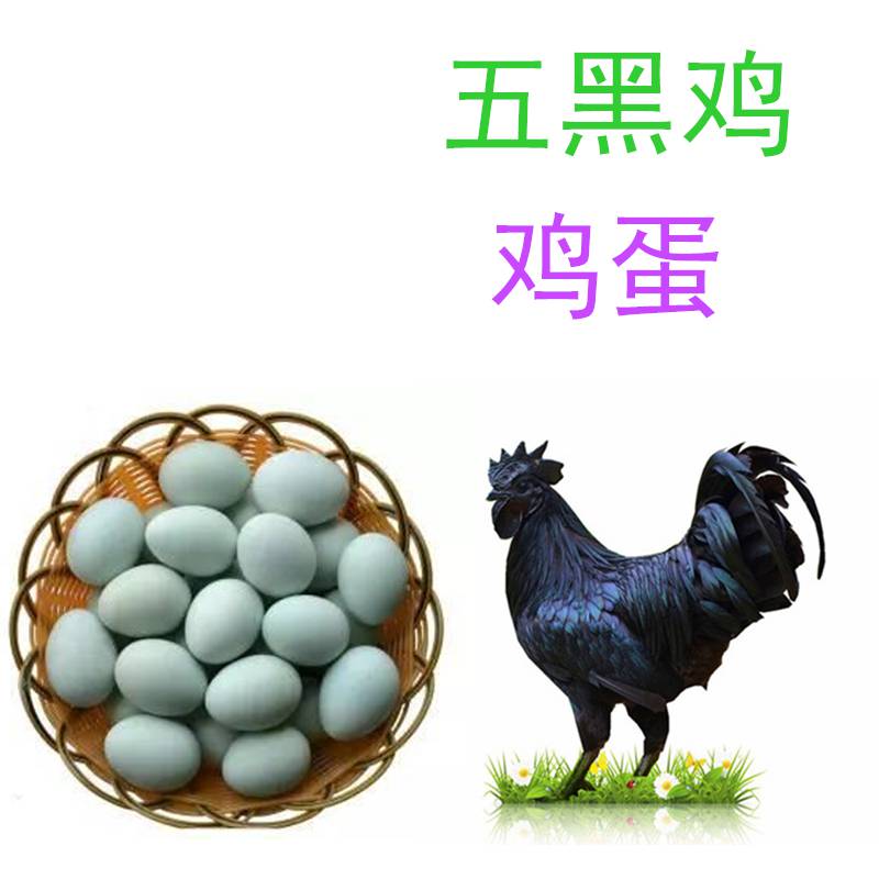 指导饲养五黑鸡鸡蛋价格实在五黑鸡鸡蛋价格