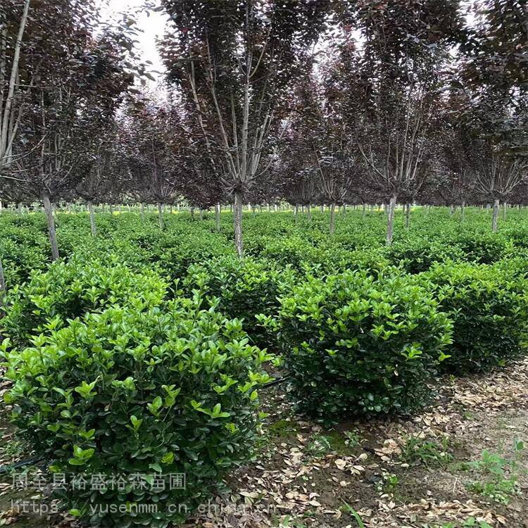 大叶黄杨球0.8-2.5米 布置庭院绿篱 大红叶石楠球 工厂苗木绿化