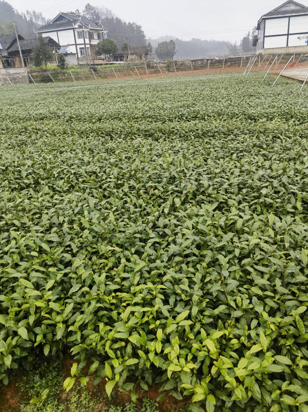 供应重庆茶叶苗重庆武隆茶苗重庆万州茶苗巫山茶苗酉阳茶苗
