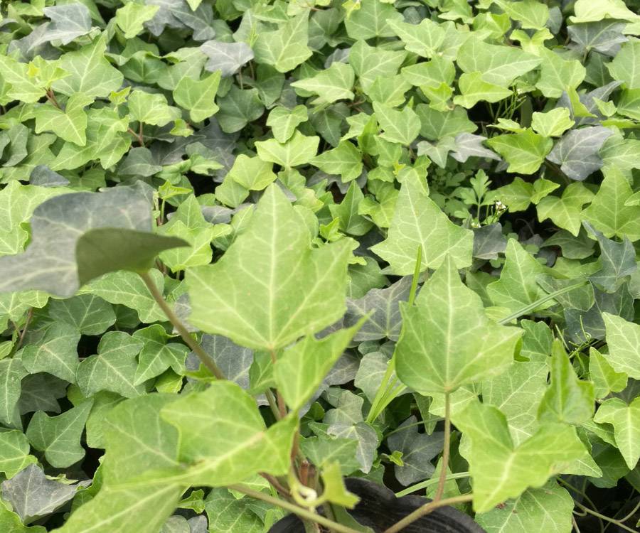 常春藤营养杯小苗供货常春藤工程苗长春藤绿化工程花卉常春藤价格