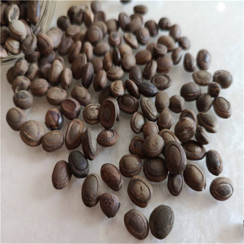 【猴枣多少钱一克】图片