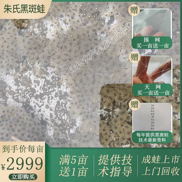 青蛙苗 田鸡青蛙种苗 田鸡蝌蚪种苗 田鸡青蛙卵 免费提供技术