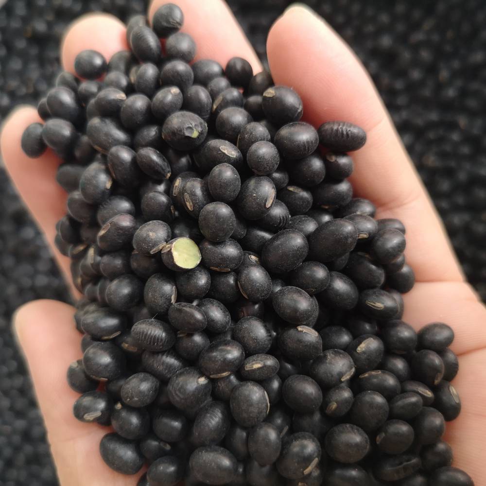黑豆种子的药用价值功效与作用