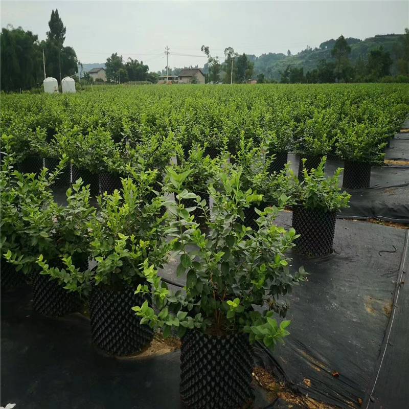 上海50公分防草布的使用效果
