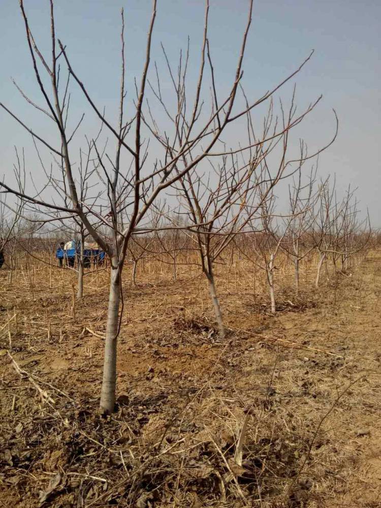 出售3公分核桃树4公分核桃树5公分核桃树